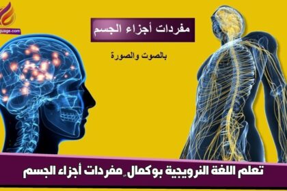 تعلم اللغة النرويجية بوكمال – مفردات أجزاء الجسم