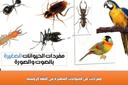 مفردات عن الحيوانات الصغيرة في اللغة الروسية