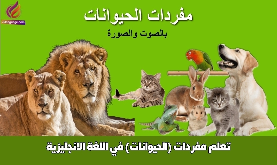 تعلم مفردات (الحيوانات) في اللغة الانجليزية