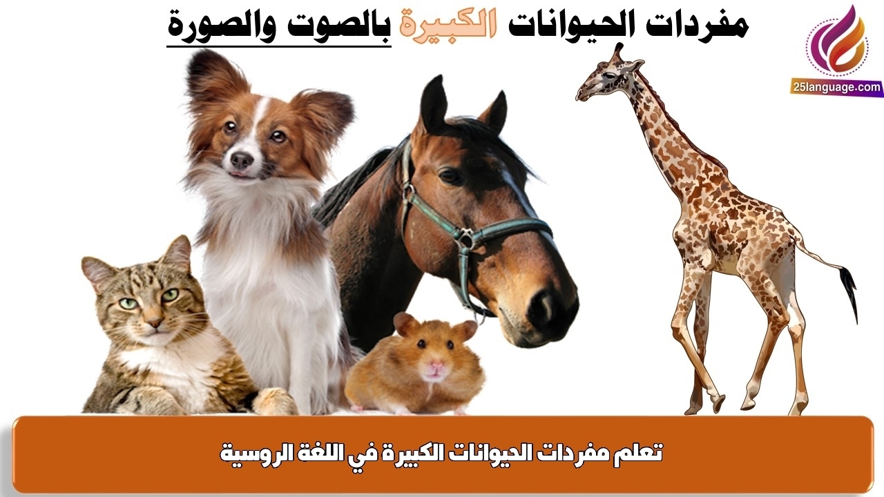 تعلم مفردات الحيوانات الكبيرة في اللغة الروسية